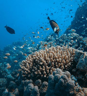 Diving